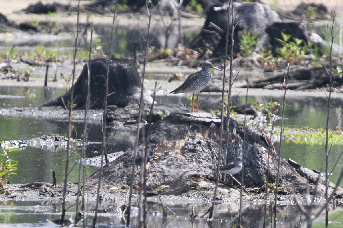 Greater Yellowlegs - Steven Howell