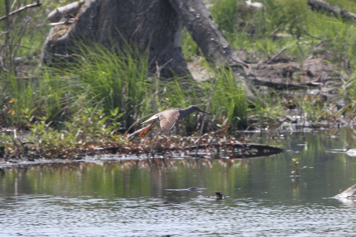 Greater Yellowlegs - ML153870621