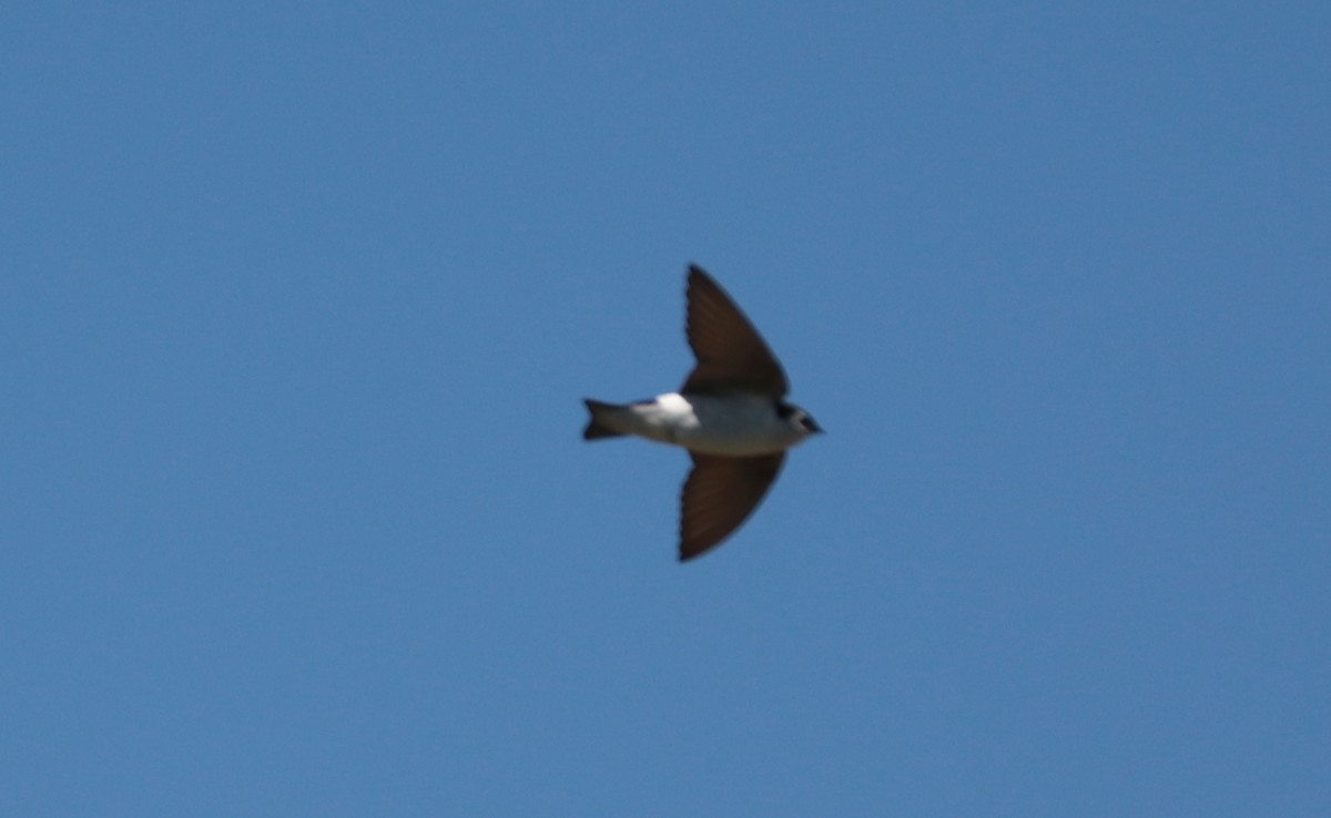 Violet-green Swallow - Bez Bezuidenhout