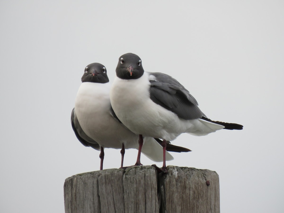 Mouette atricille - ML153871601