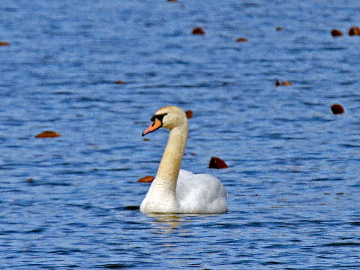 Cygne tuberculé - ML153871641