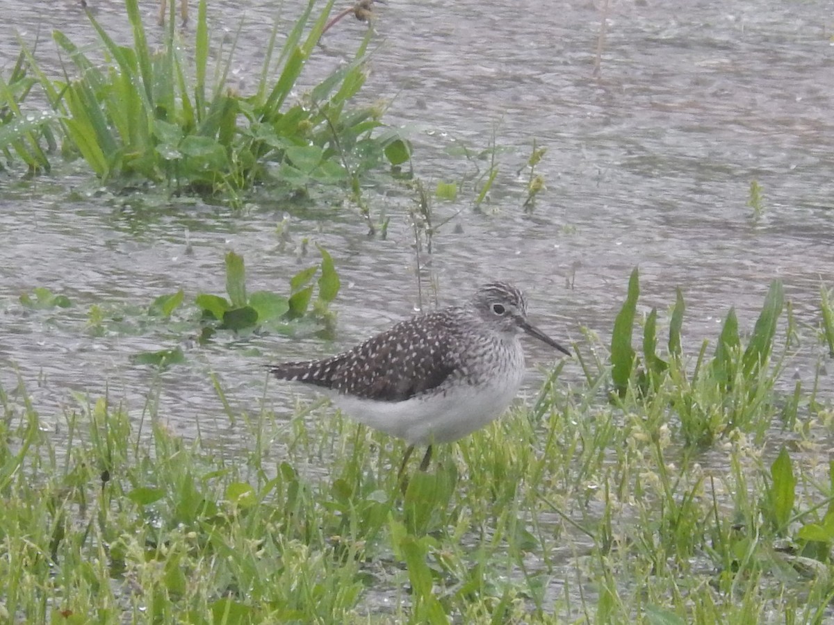 Solitary Sandpiper - Michael Miller