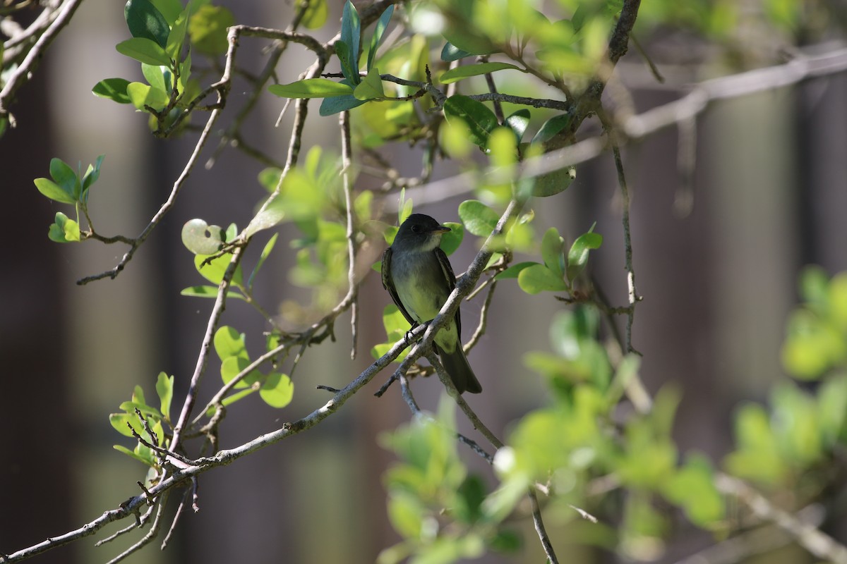 Eastern Wood-Pewee - ML153872301