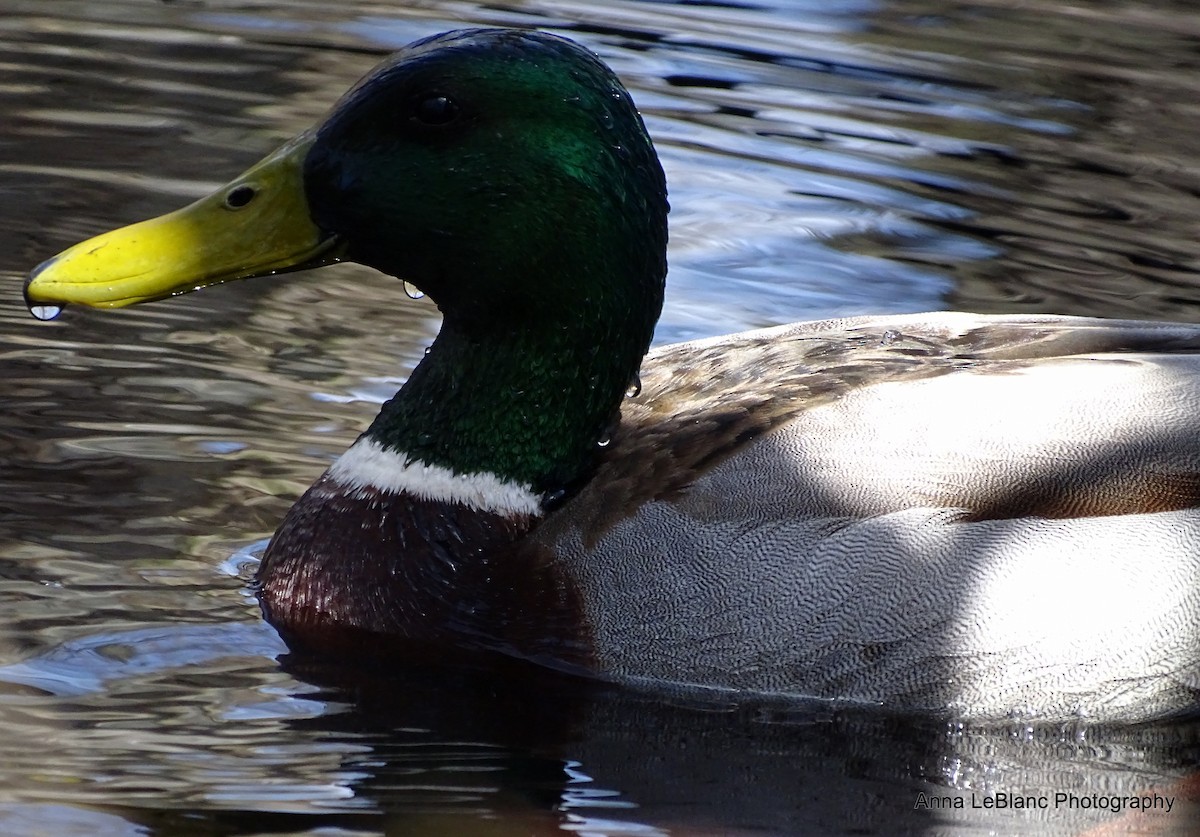 Mallard - ML153872621