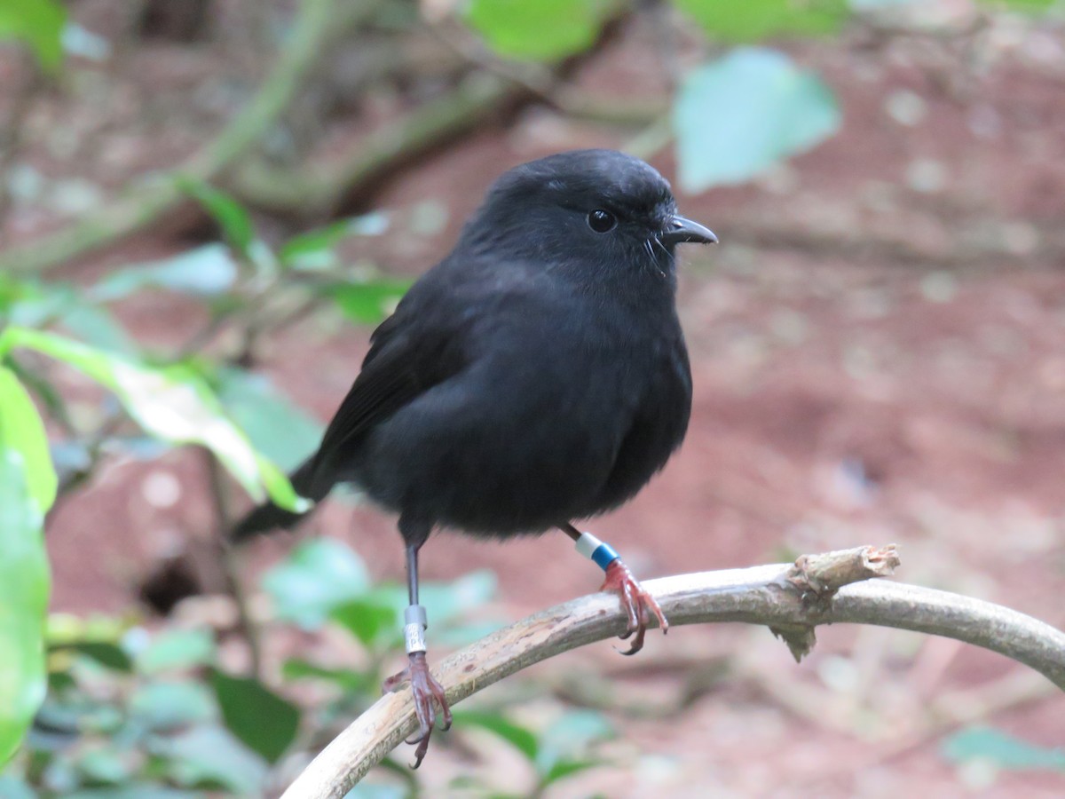Black Robin - ML153873051