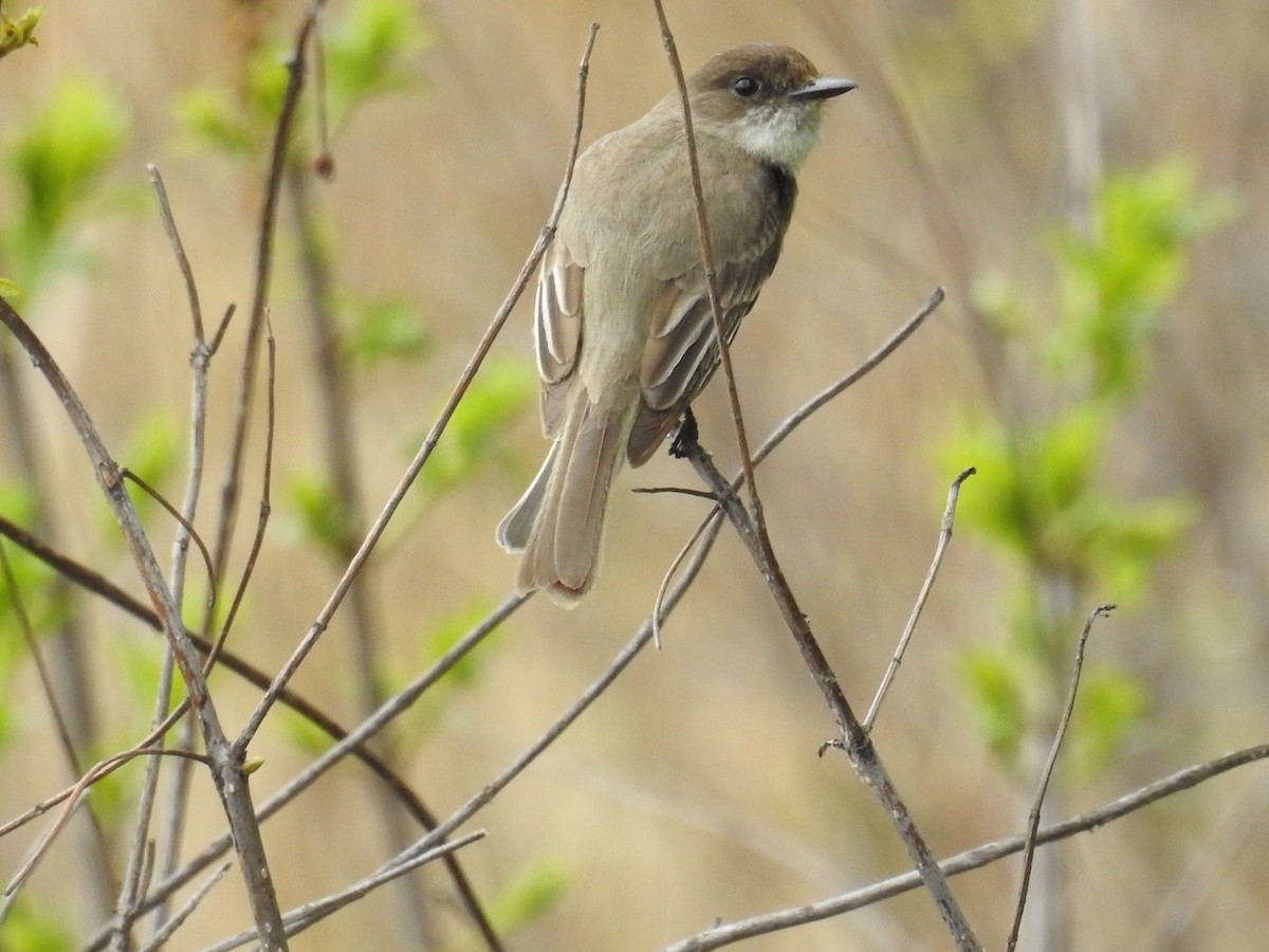 Eastern Phoebe - Tina Toth