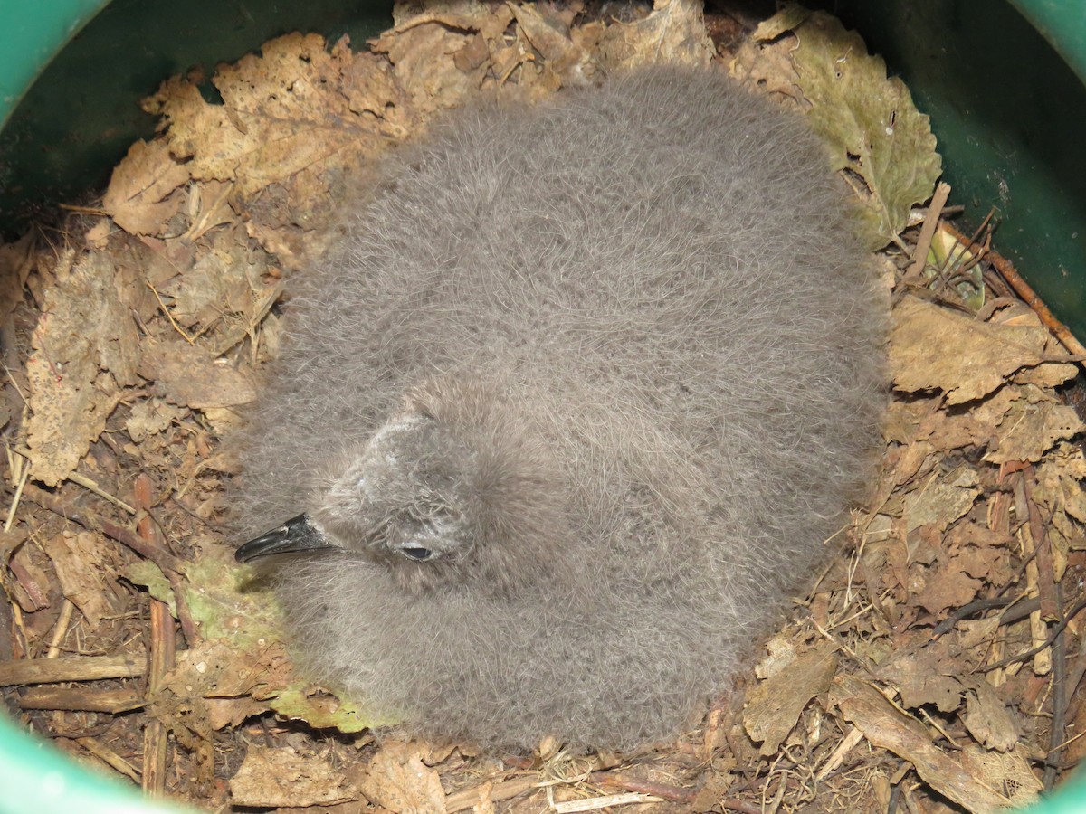 Chatham Petrel - ML153874011