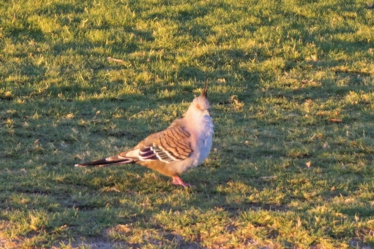 Crested Pigeon - ML153874351