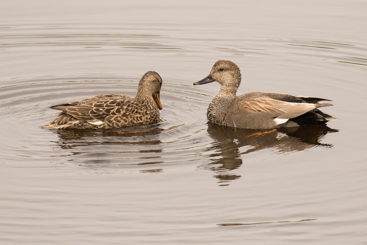 Gadwall - John Reynolds