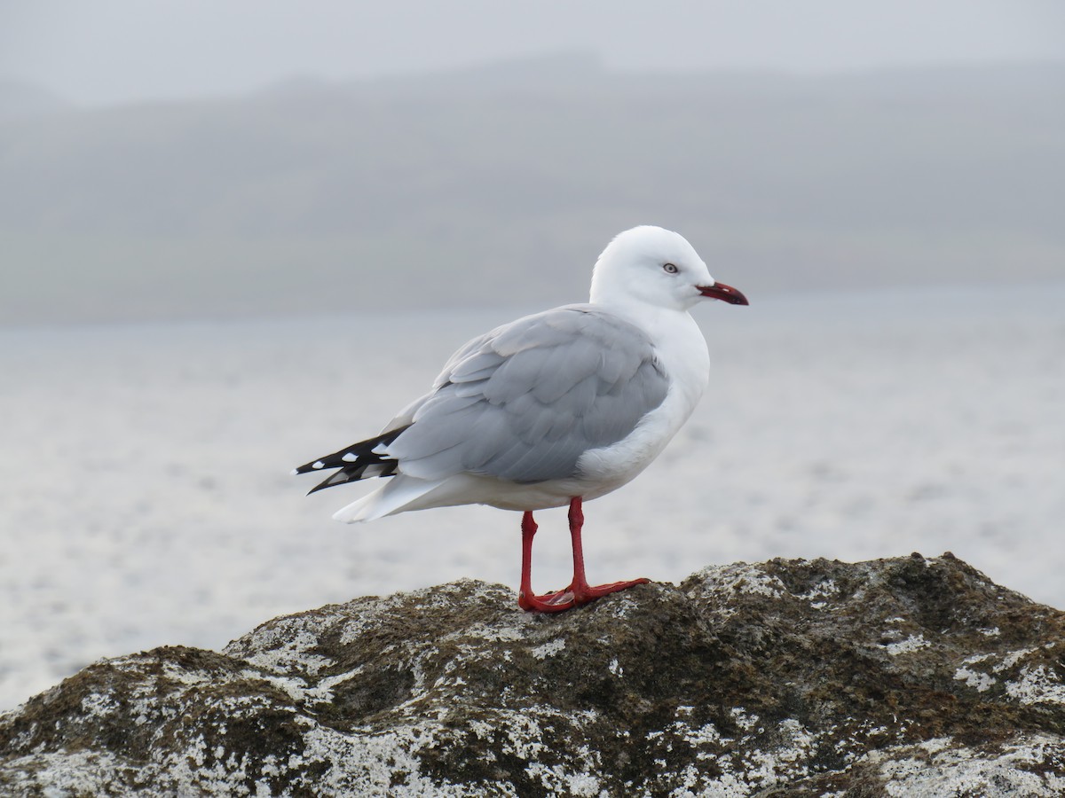 Gaviota Plateada (neozelandesa) - ML153875071