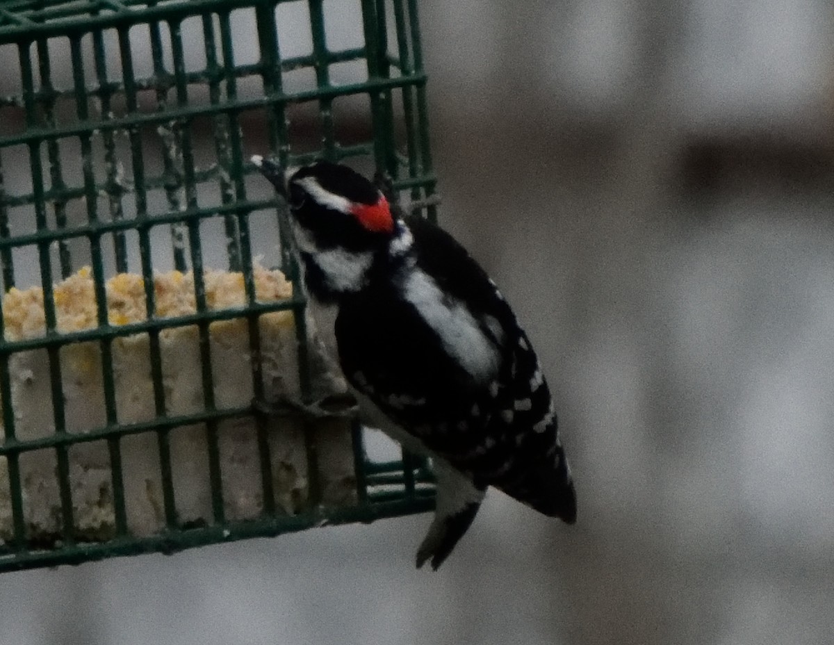 Downy Woodpecker - Edward Tomes