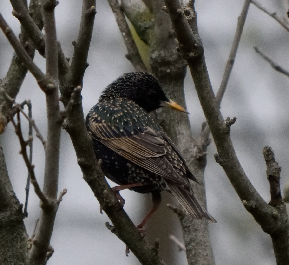 European Starling - ML153875901