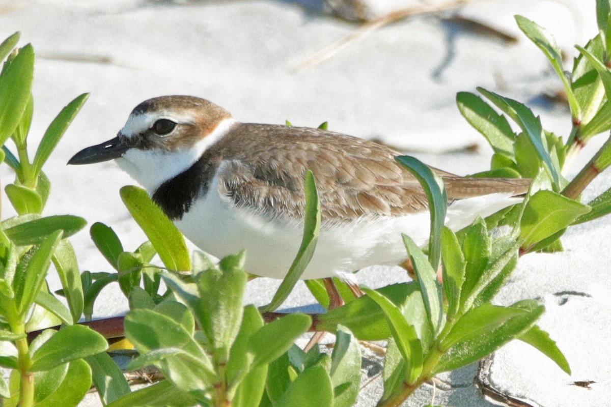 Wilson's Plover - ML153876071