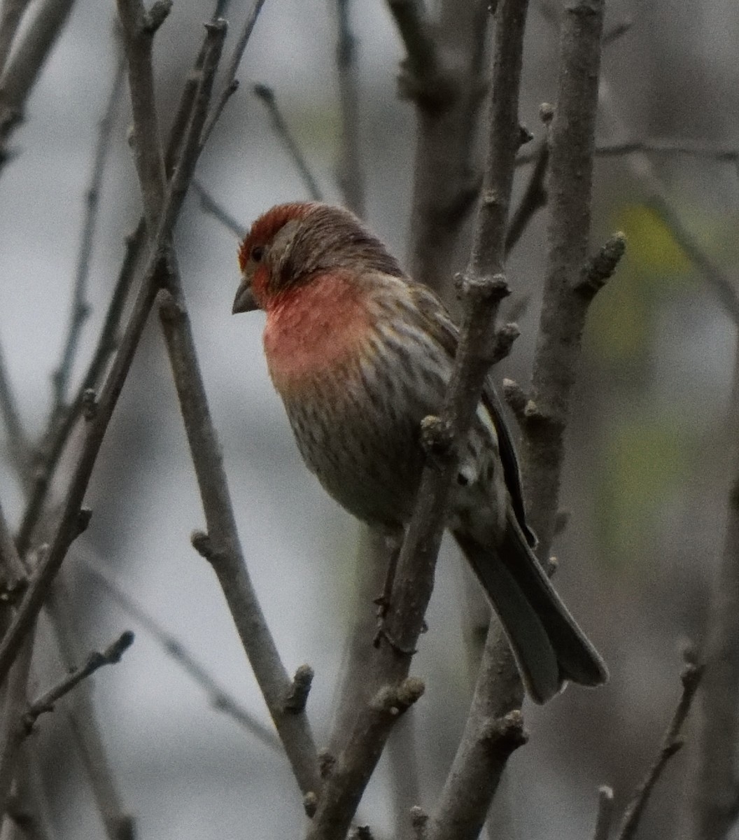 House Finch - Edward Tomes