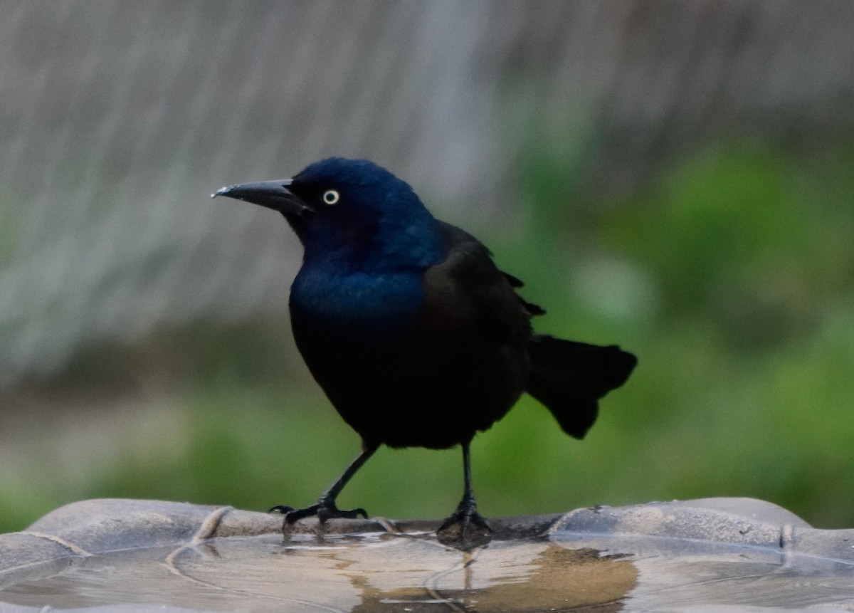 Common Grackle - ML153876481