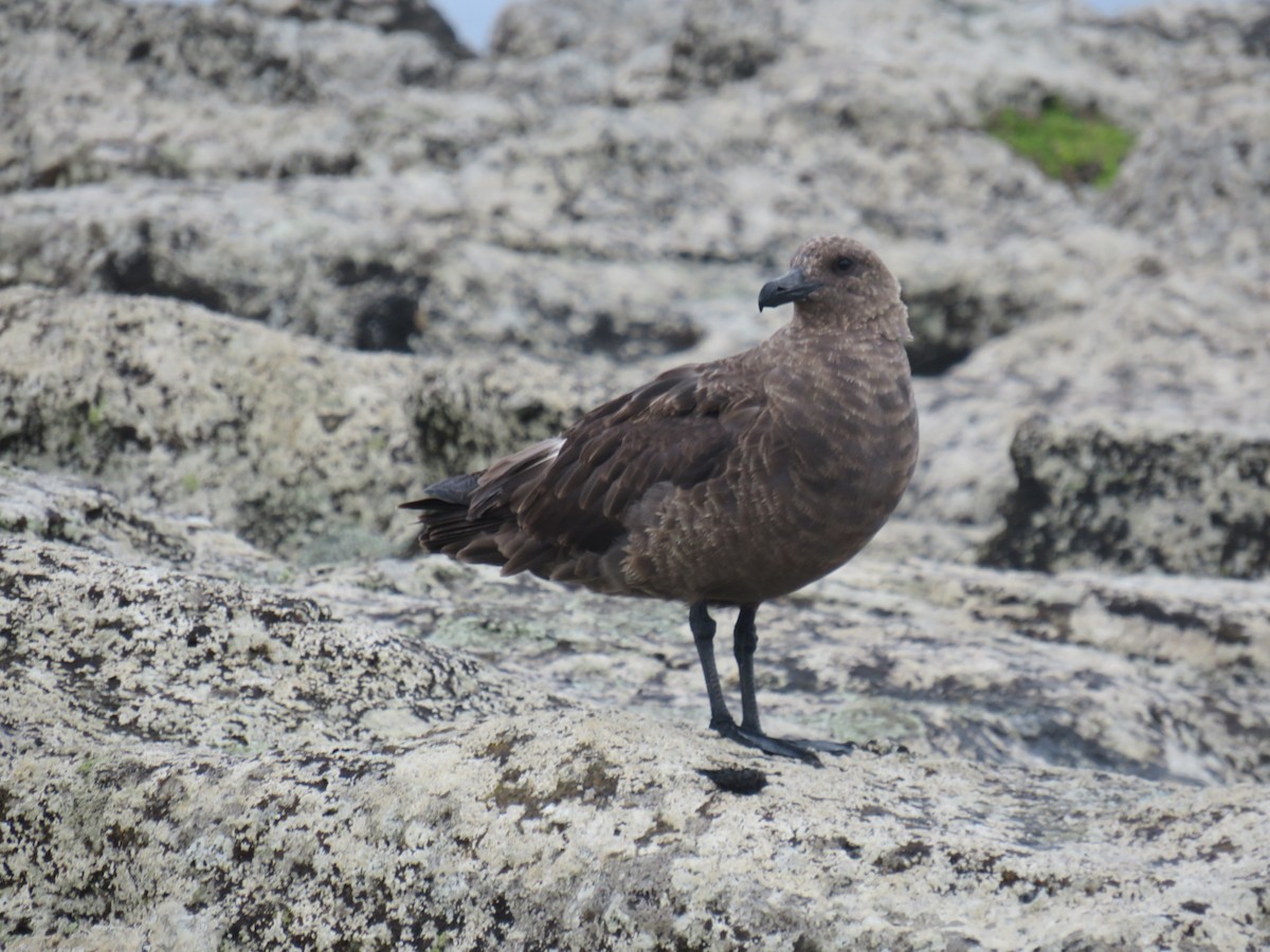 Brown Skua (Subantarctic) - ML153876591