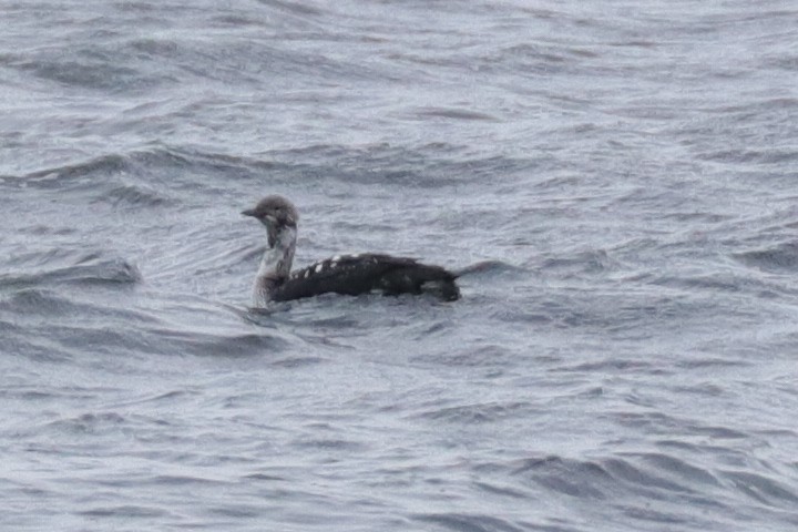 Pacific Loon - ML153876641