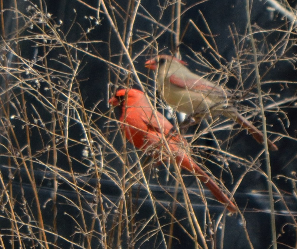 Northern Cardinal - Edward Tomes