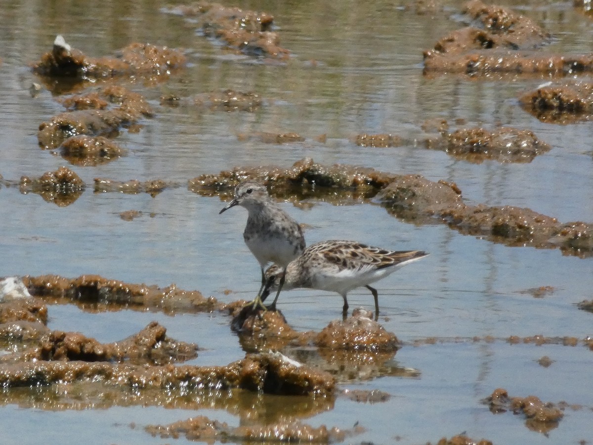 Wiesenstrandläufer - ML153877271