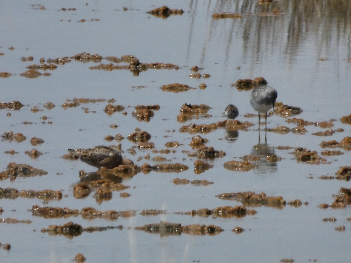 Graubrust-Strandläufer - ML153877541