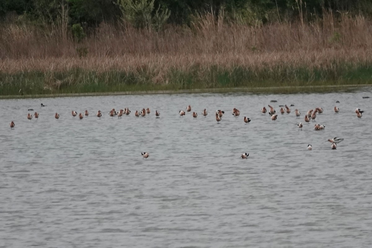 American Avocet - ML153877611