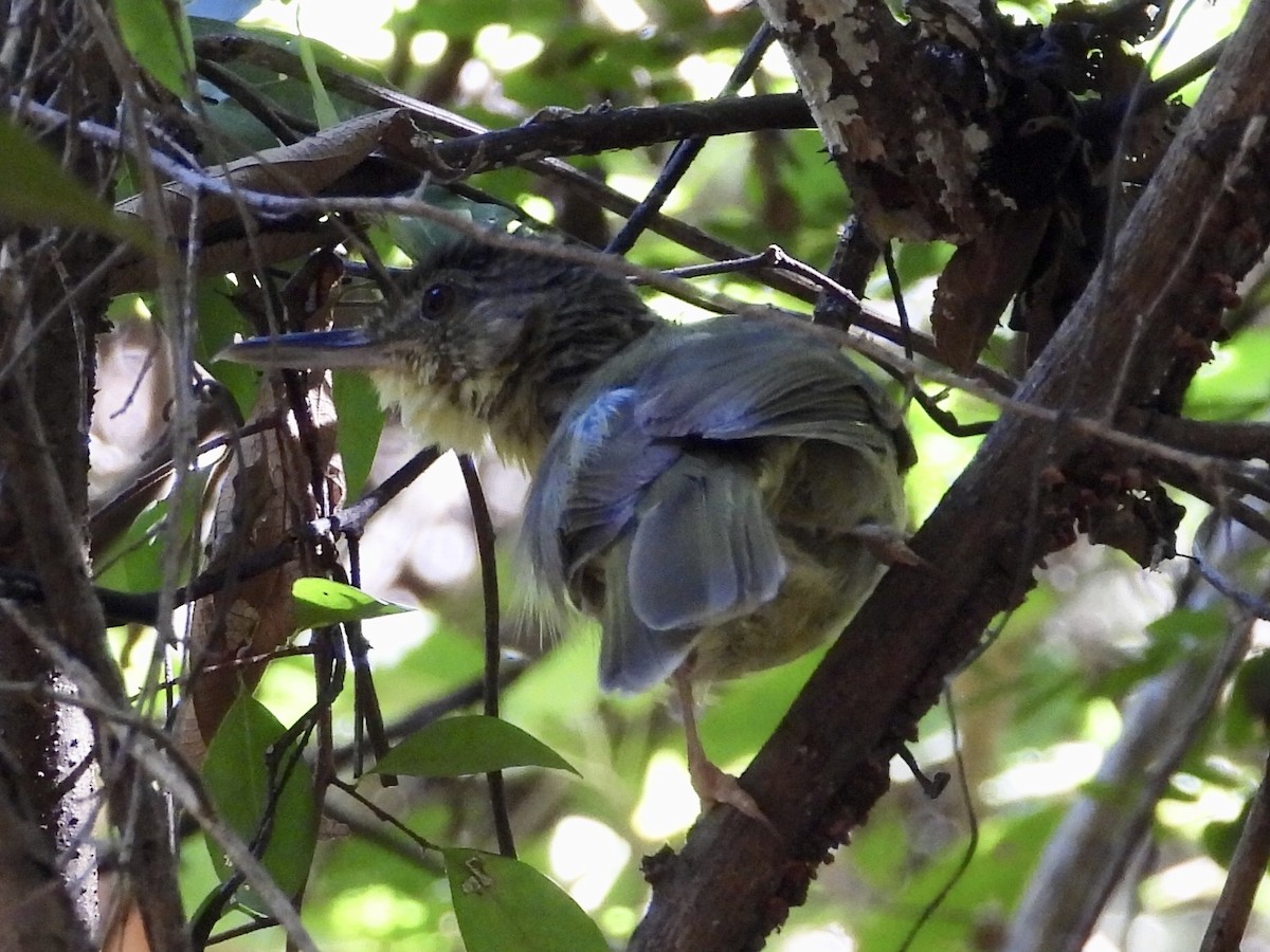 Long-billed Bernieria - ML153877671