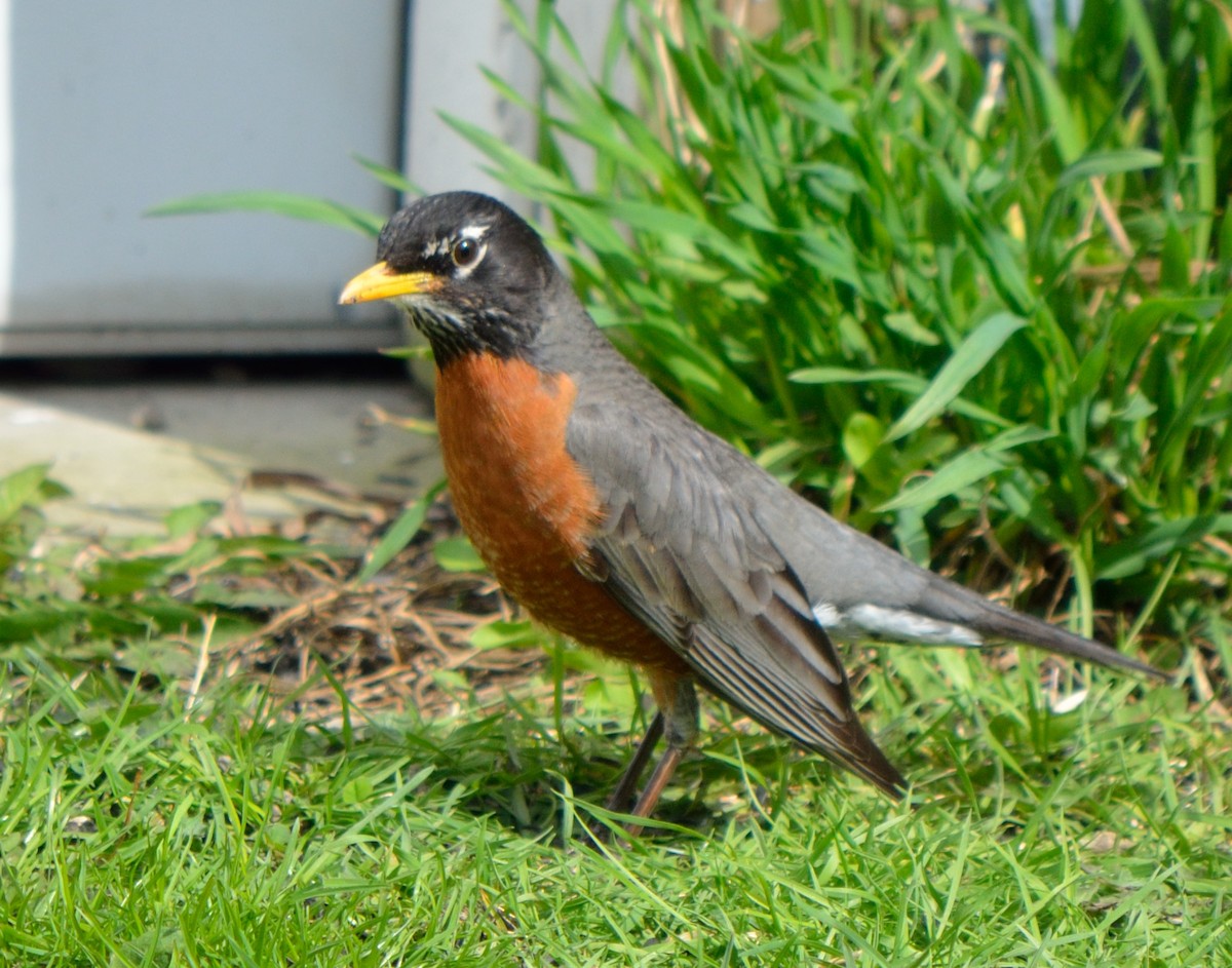 American Robin - ML153878341