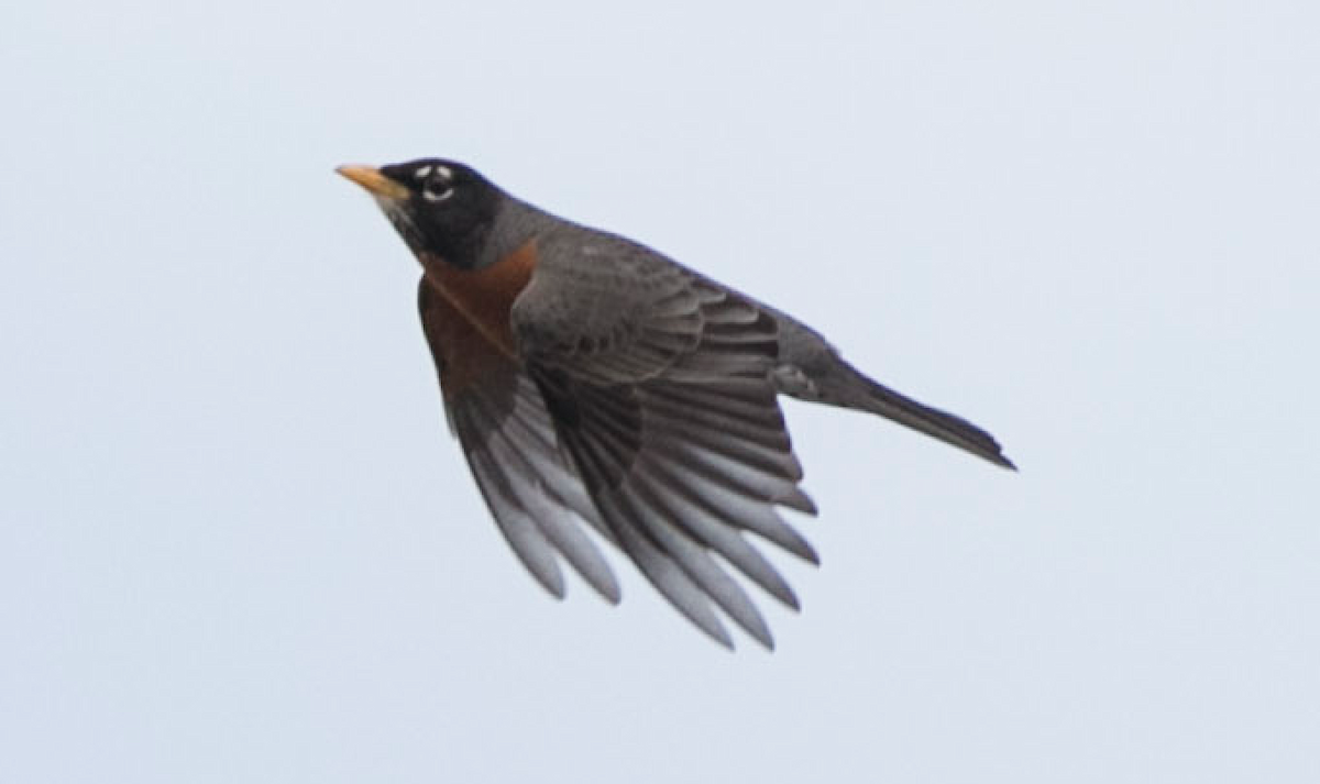 American Robin - ML153878381