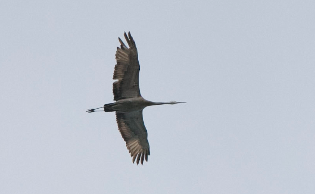 Sandhill Crane - ML153878451