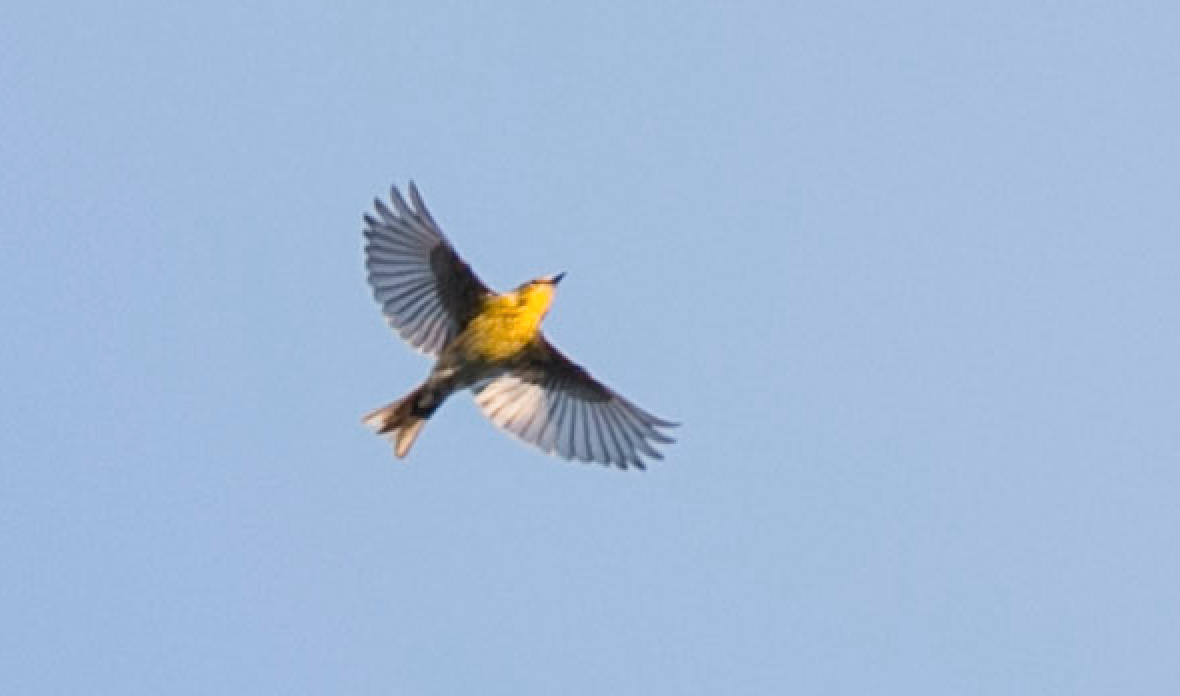 Pine Warbler - Brandon Holden