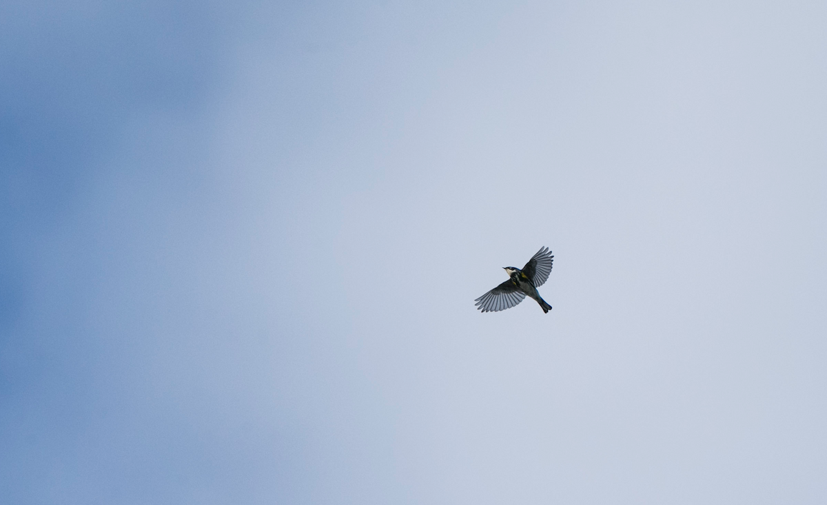 Yellow-rumped Warbler - ML153878631