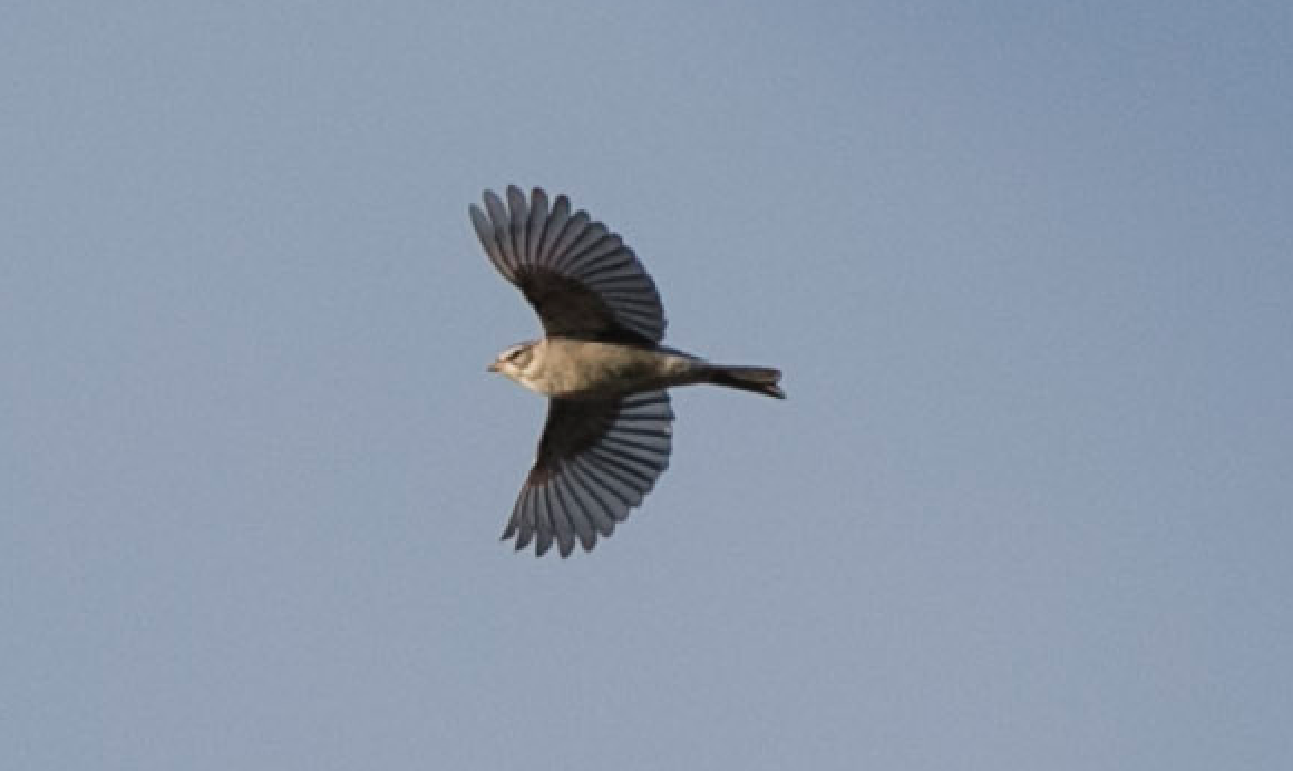 Chipping Sparrow - ML153878701