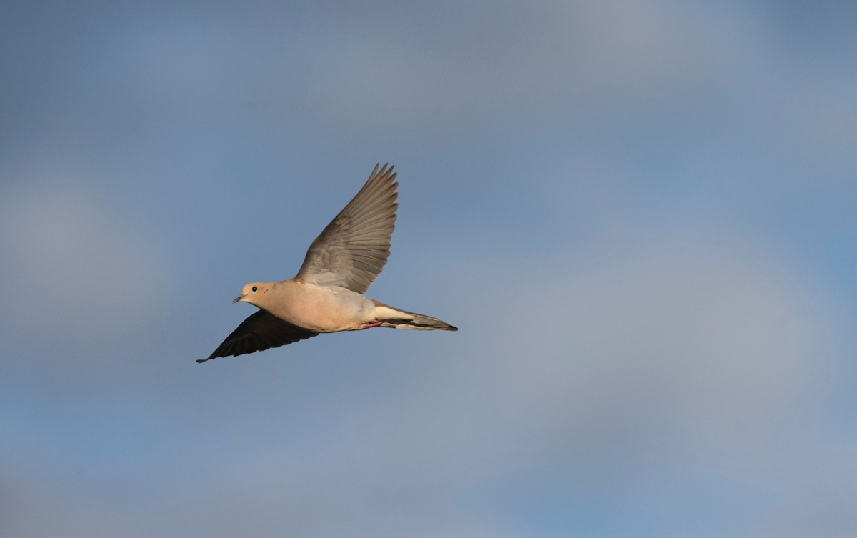 Mourning Dove - ML153878751