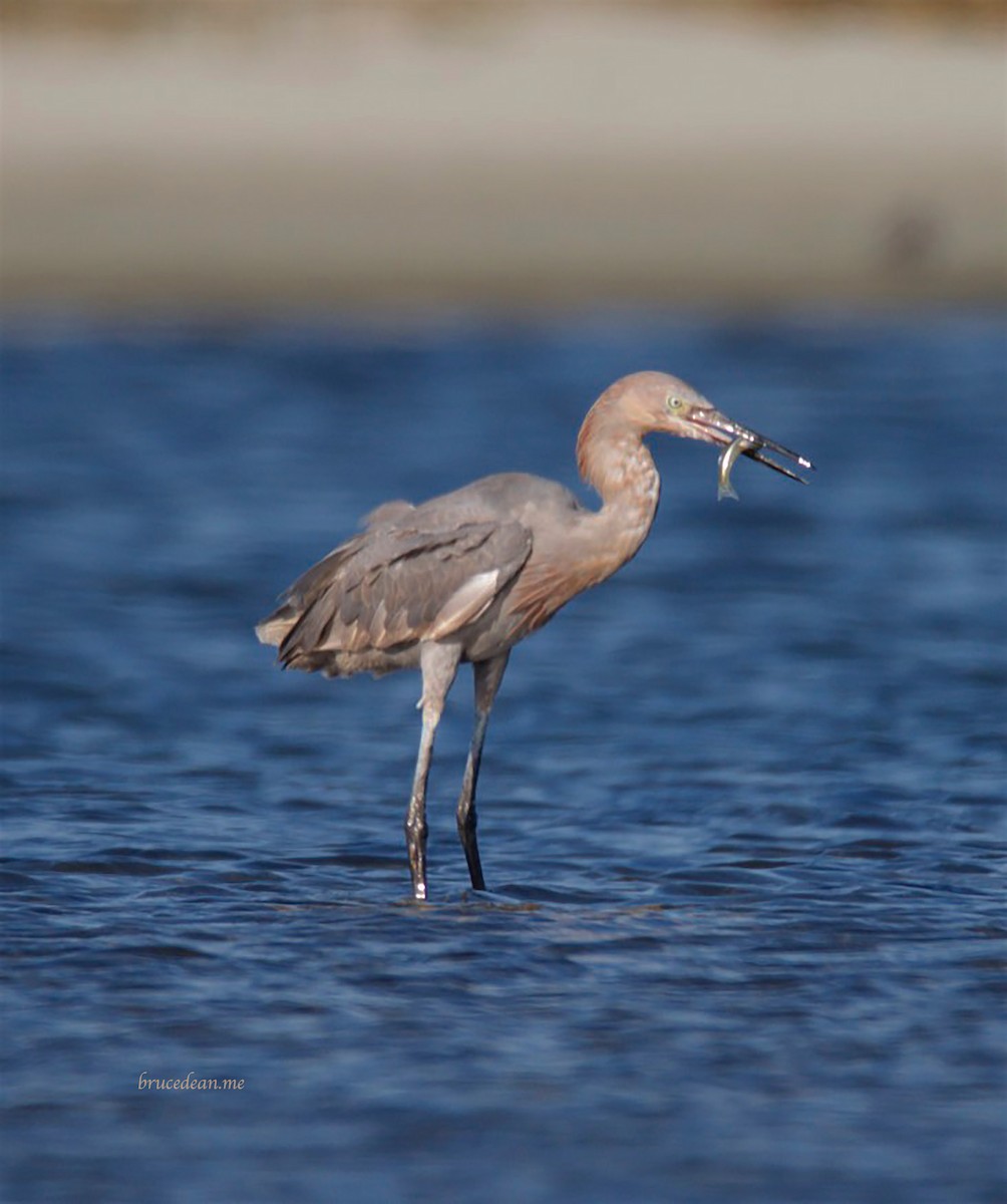 Reddish Egret - ML153878831