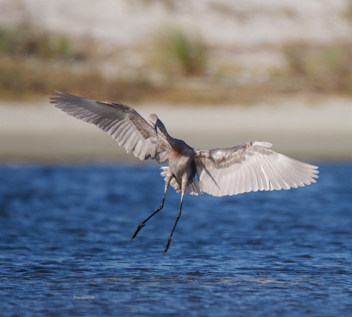 Reddish Egret - ML153878871