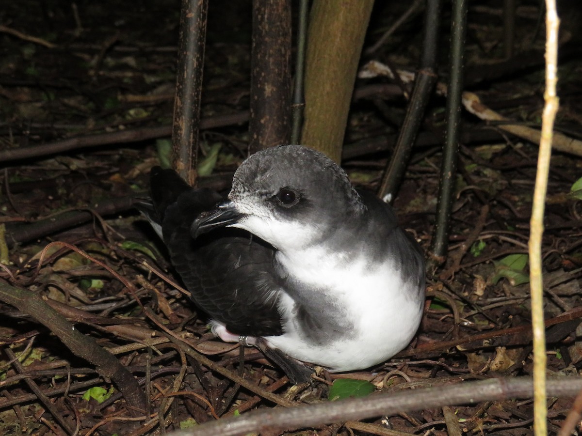 Chatham Petrel - ML153879591