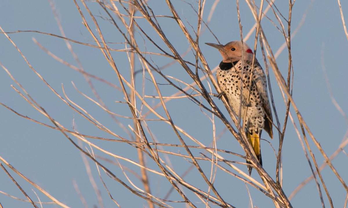 Northern Flicker - ML153880161