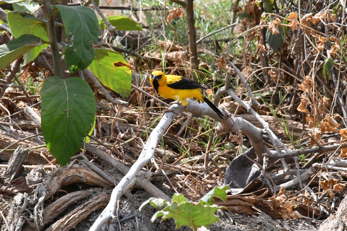 Yellow Oriole - ML153880451