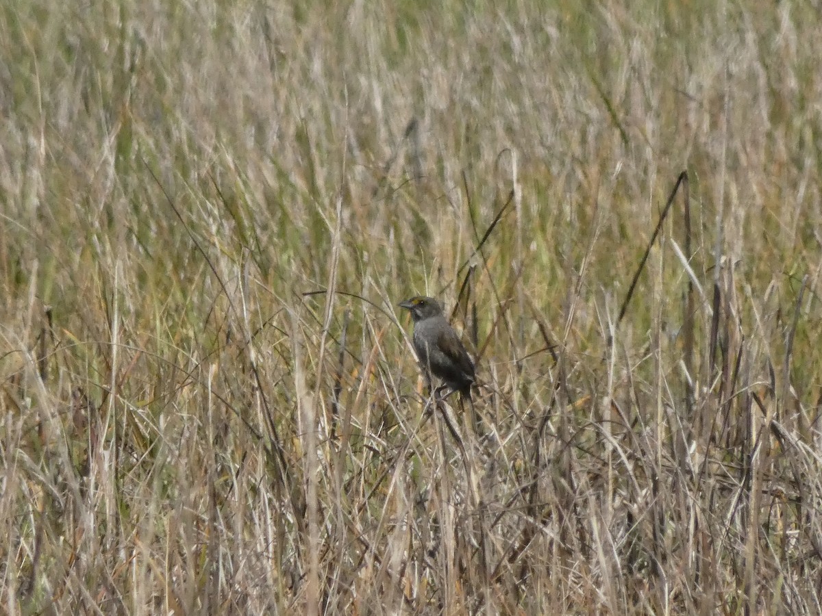 Strandammer (maritima/macgillivraii) - ML153880761