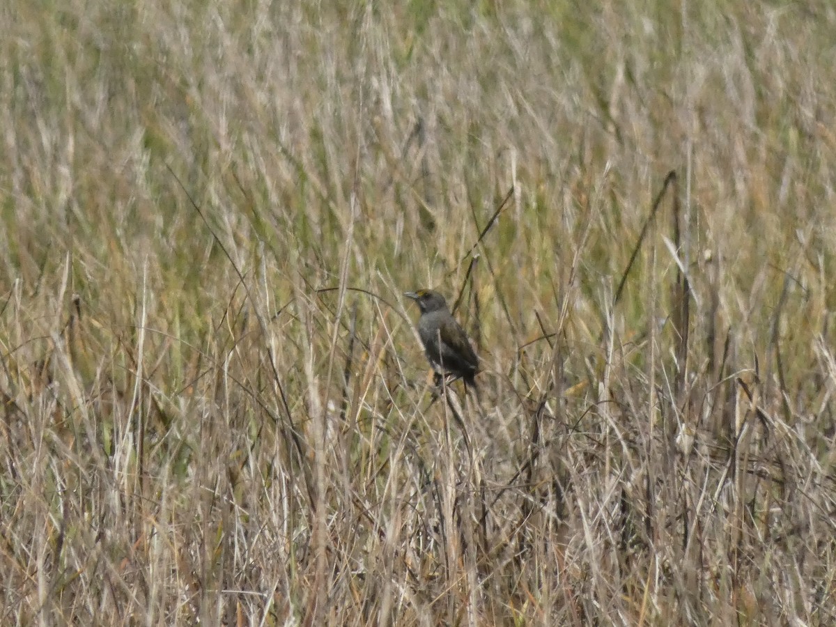 Strandammer (maritima/macgillivraii) - ML153880771