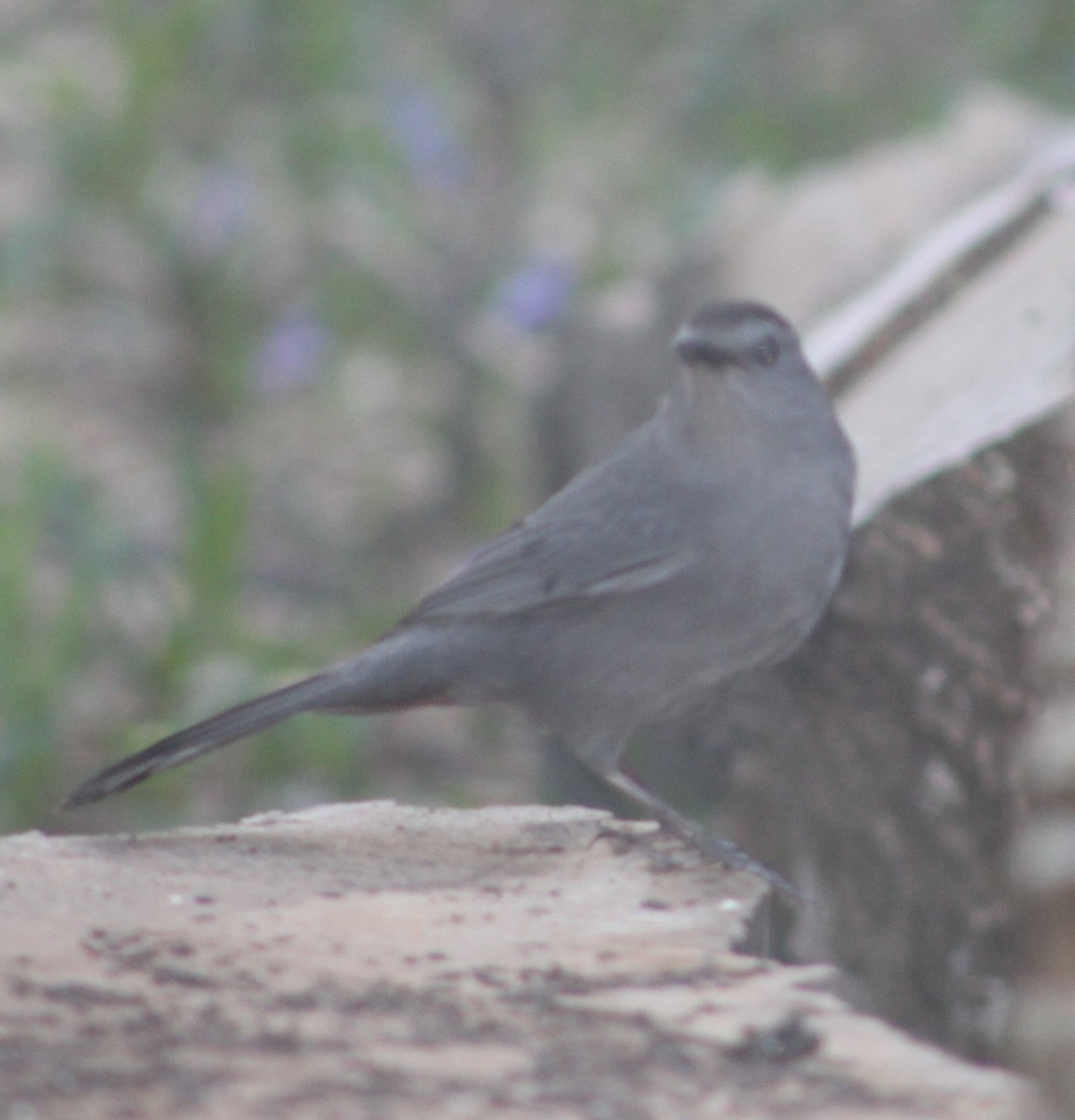 Gray Catbird - ML153881161