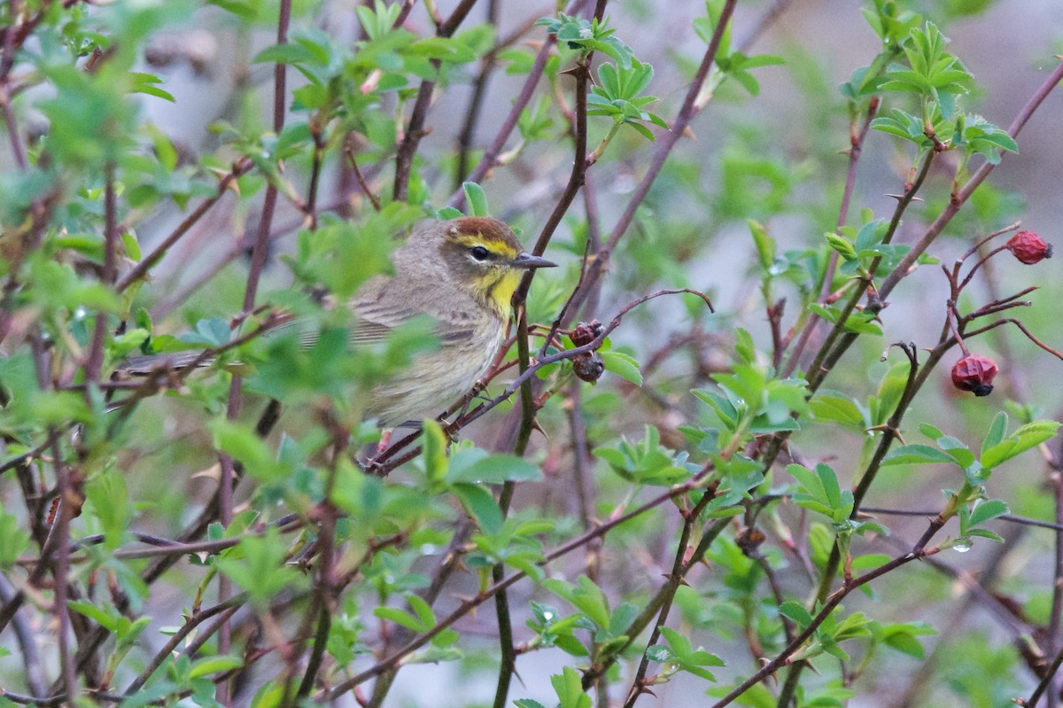 Palm Warbler - ML153881281