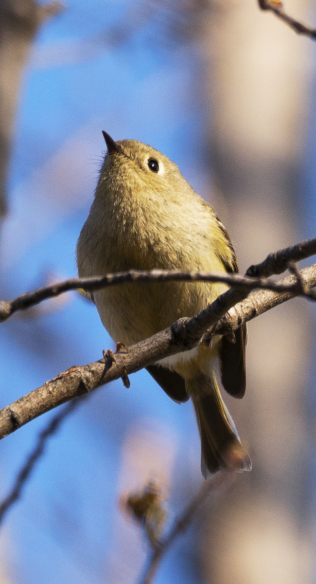 Ruby-crowned Kinglet - ML153881291