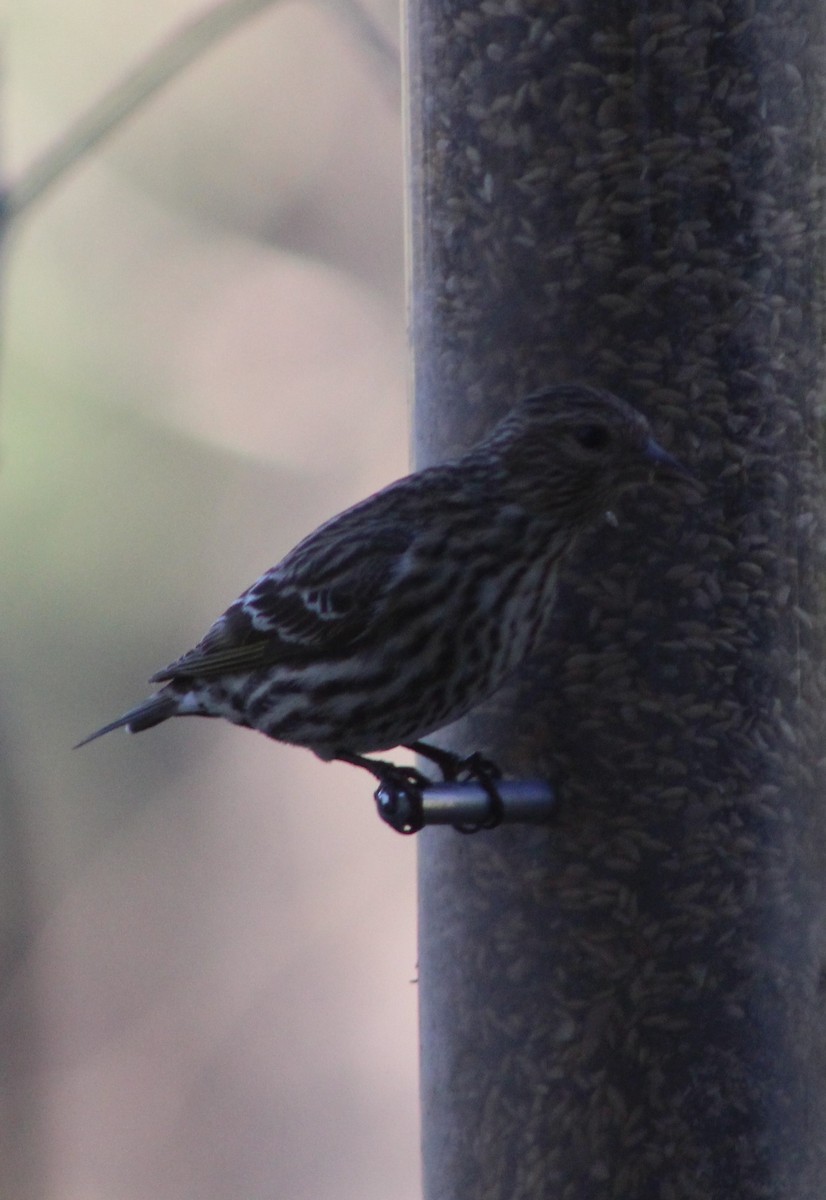 Pine Siskin - ML153881591