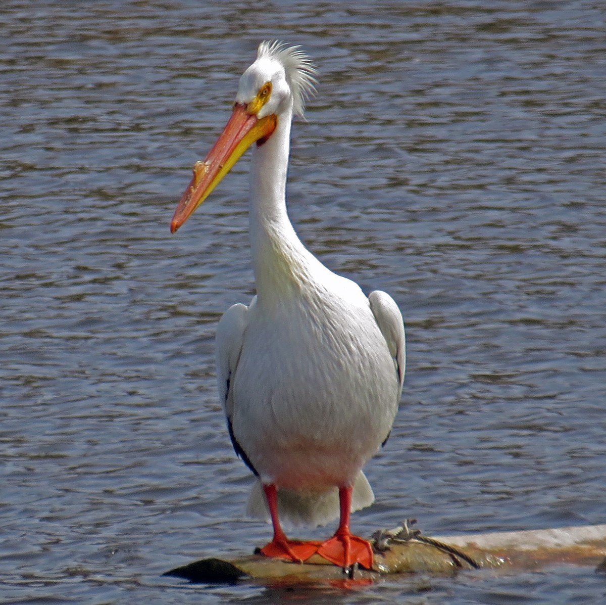 pelikán severoamerický - ML153881661