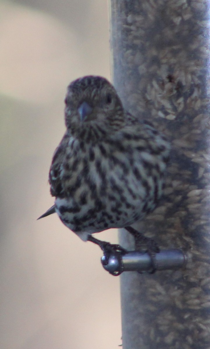 Pine Siskin - ML153881771