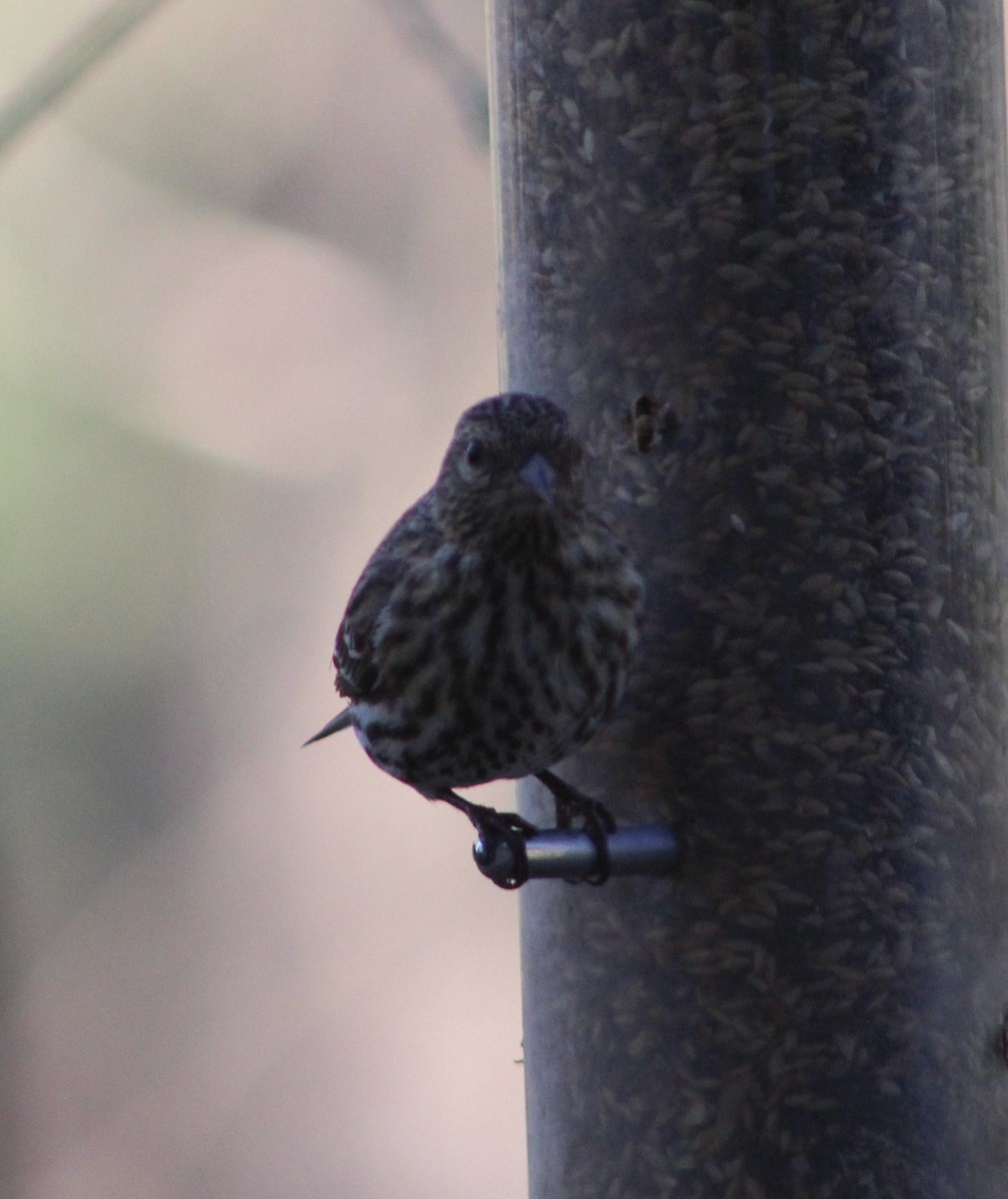 Pine Siskin - ML153881831