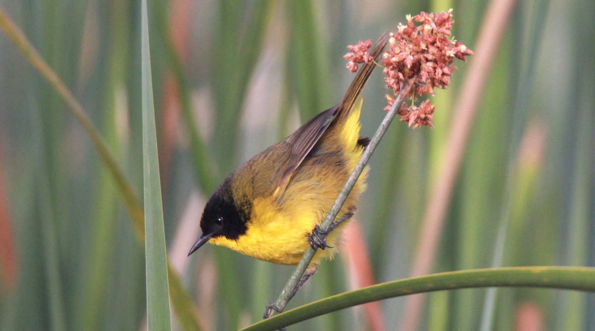 Black-polled Yellowthroat - ML153881861