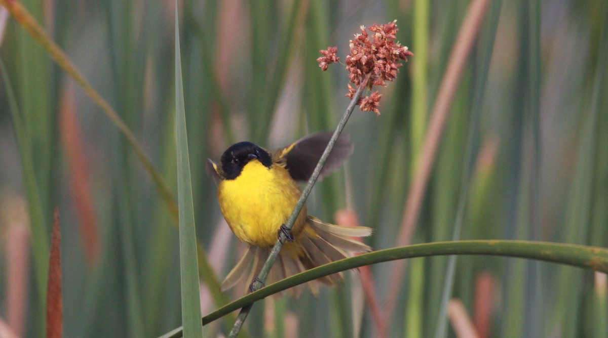 Black-polled Yellowthroat - ML153881911