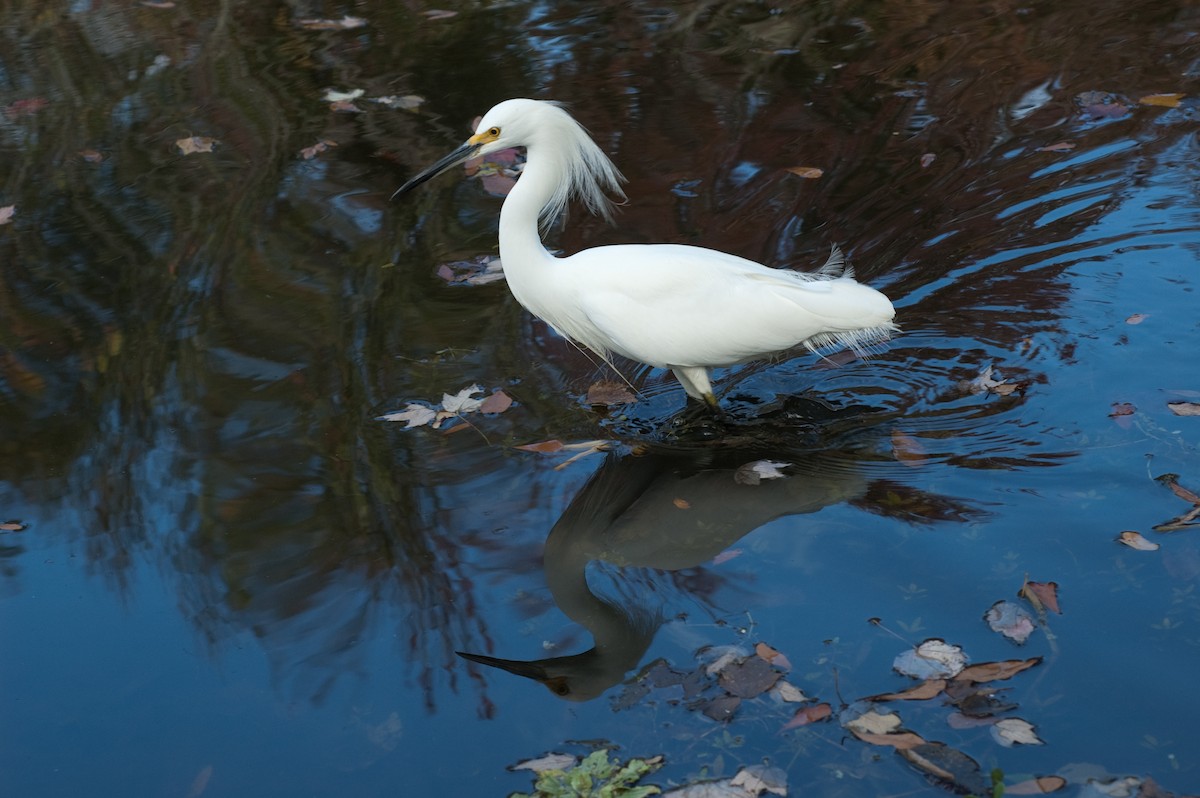 Snowy Egret - Moses Michelsohn